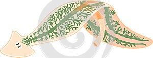 Digestive system of planaria flatworm photo